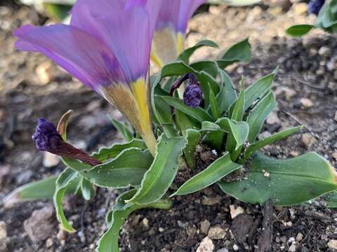 Image of Moraea versicolor (Salisb. ex Klatt) Goldblatt