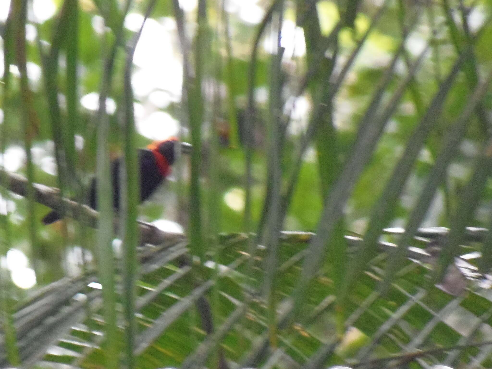 Image of Black-throated Malimbe