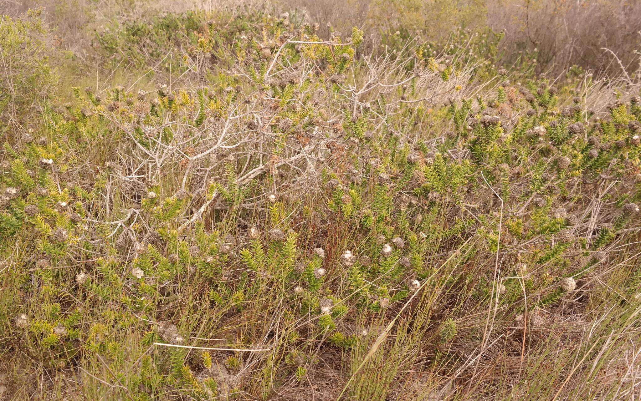 Image of Phylica harveyi (Arn.) Pillans