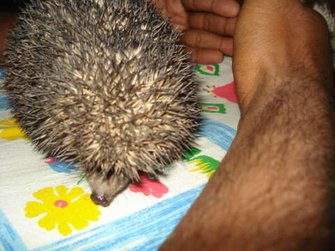 Image of Indian Hedgehog