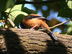 Image of Rufous Sibia