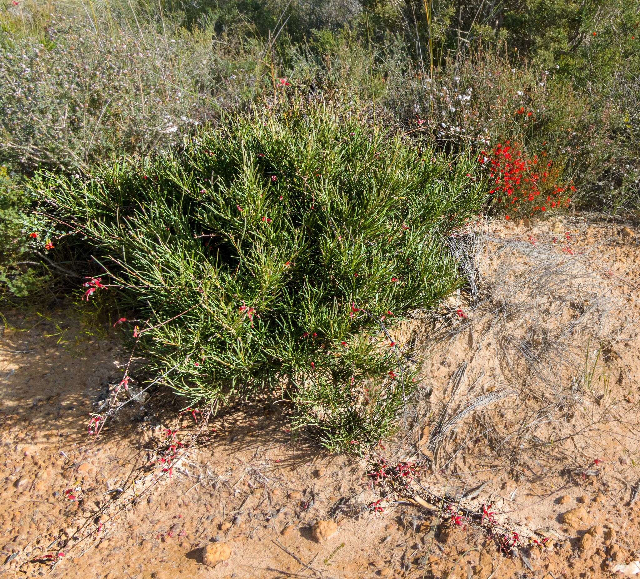 Image of Grevillea nudiflora Meissn.