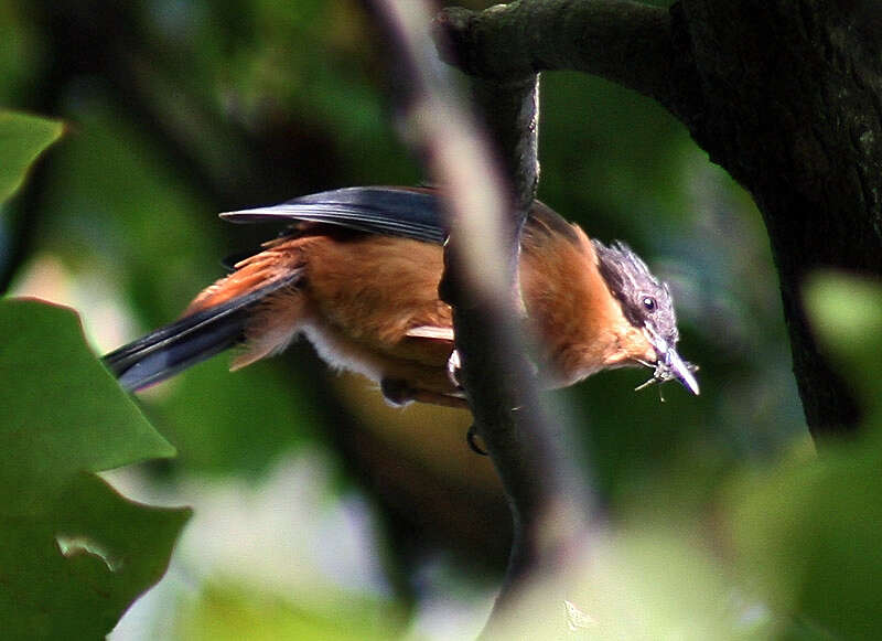 Image of Rufous Sibia