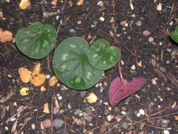 Image of Cyclamen coum Miller