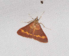 صورة Pyrausta pseuderosnealis Munroe 1976