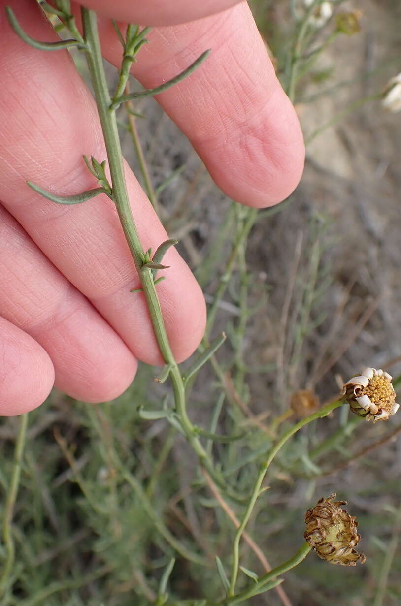 Image of Phymaspermum leptophyllum (DC.) Benth. & Hook. fil.