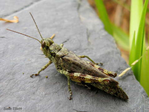 Слика од Melanoplus punctulatus (Uhler 1862)