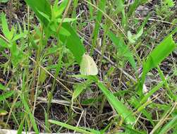 Image of <i>Colias <i>lesbia</i></i> lesbia