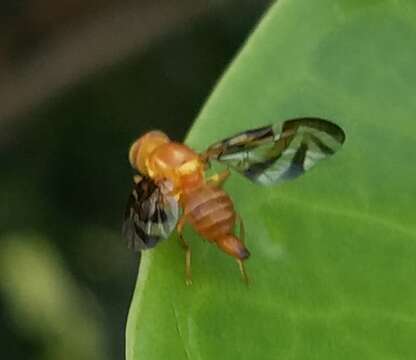 Image of Caribbean Fruit Fly