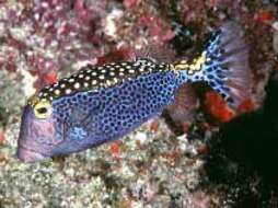 Image of Spotted boxfish