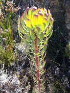 Plancia ëd Leucadendron comosum subsp. comosum