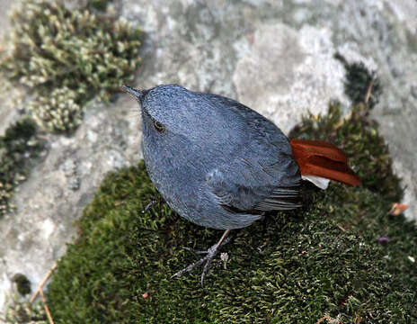 Image of Plumbeous Water Redstart