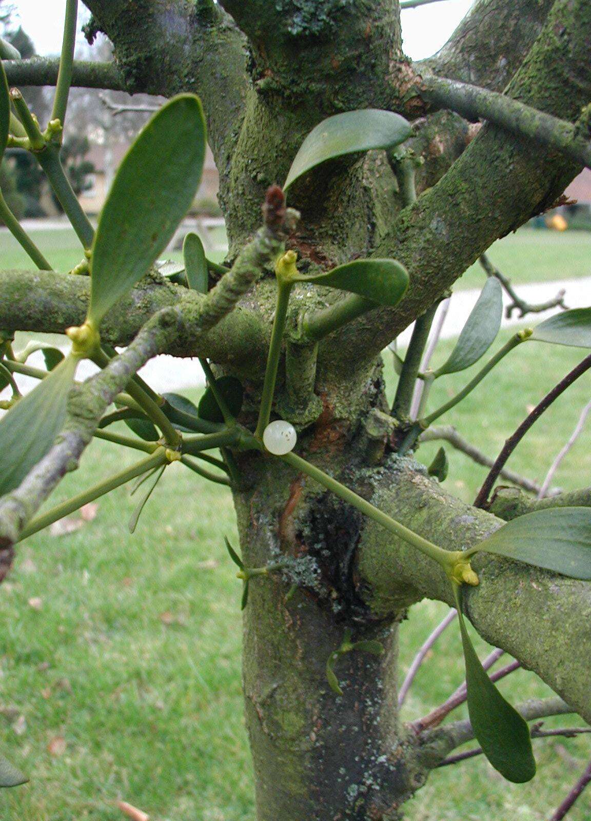 Image of European mistletoe