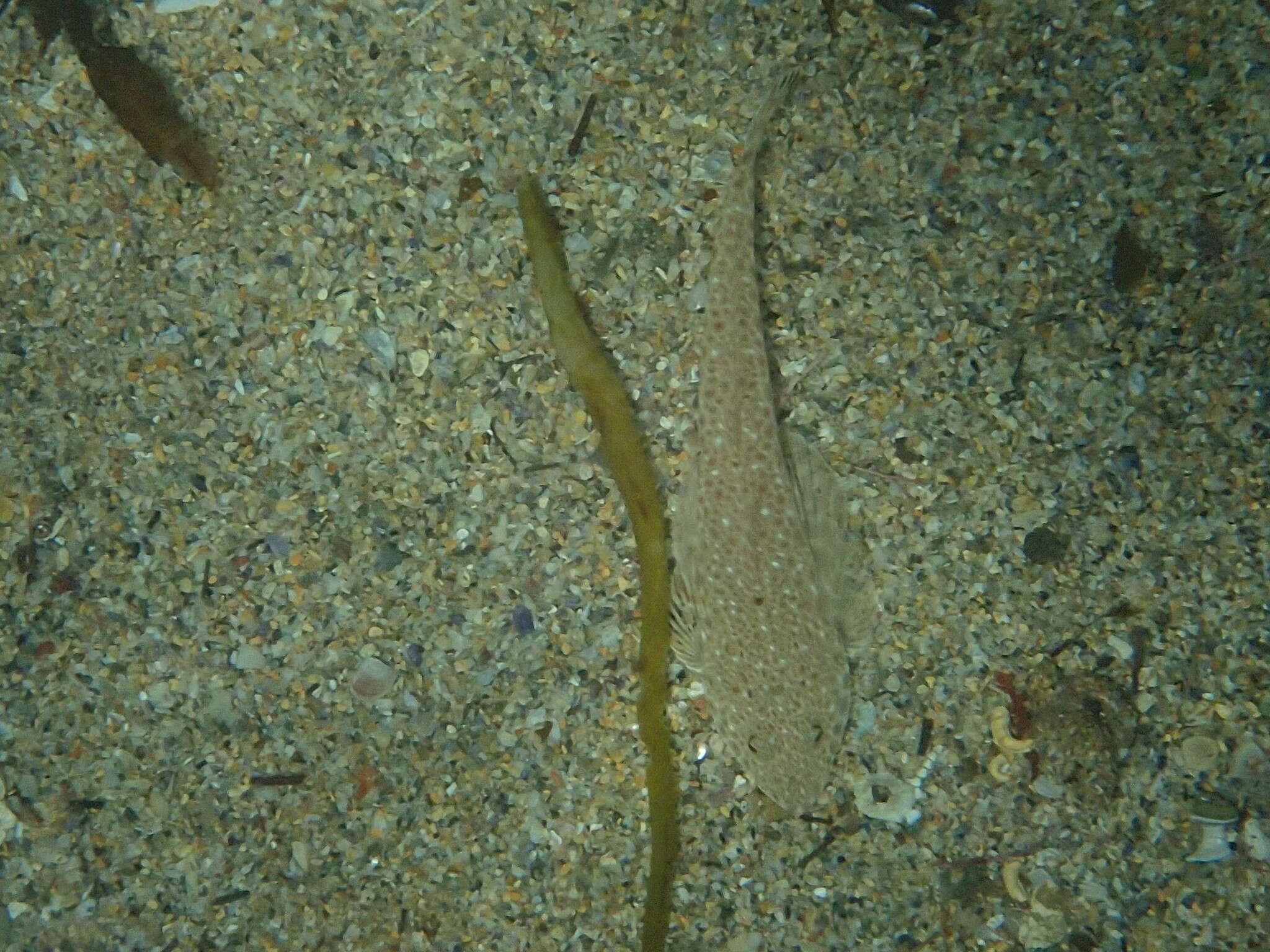 Image of Blue-spotted flathead