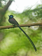 Image of Japanese Paradise Flycatcher