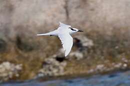 Image of Black-naped Tern