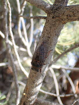 Image of Okanagana occidentalis (Walker & F. 1866)