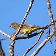 Image of Stripe-tailed Yellow Finch