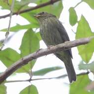 Image of Uniform Finch