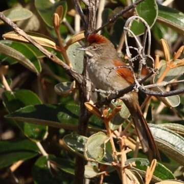 Image of Pale-breasted Spinetail