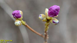 Image of rhododendron