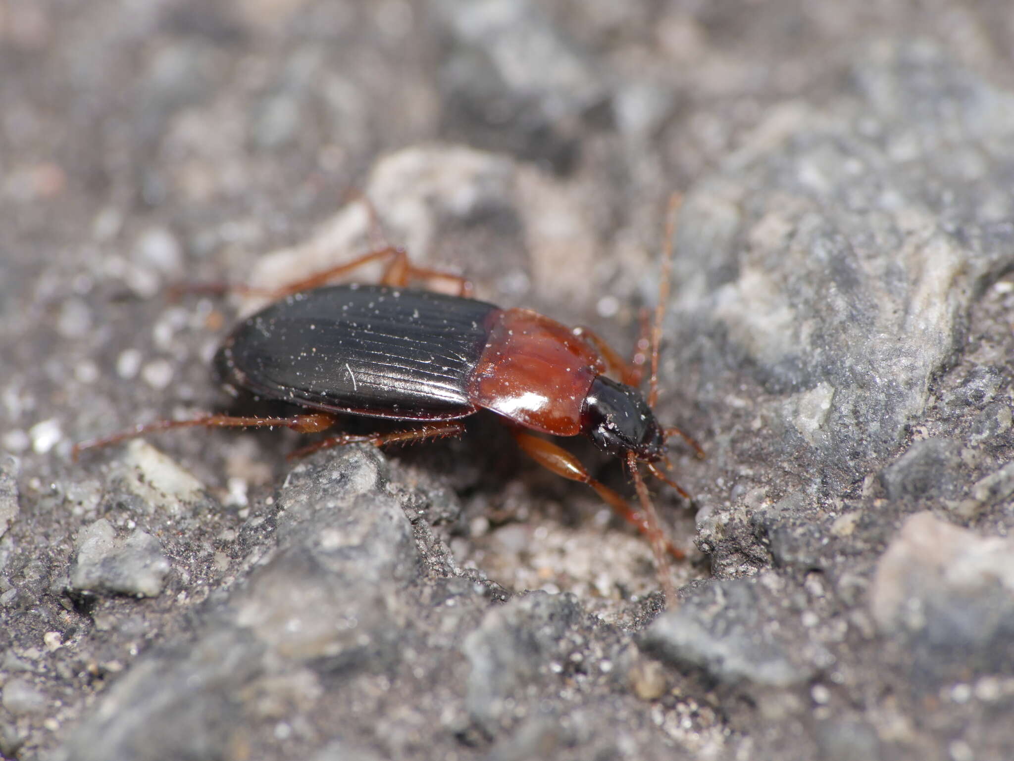 Image of Calathus (Neocalathus) melanocephalus (Linnaeus 1758)