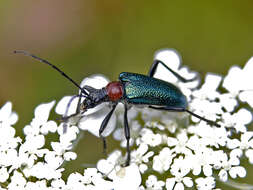 صورة Gaurotes (Carilia) virginea (Linné 1758)