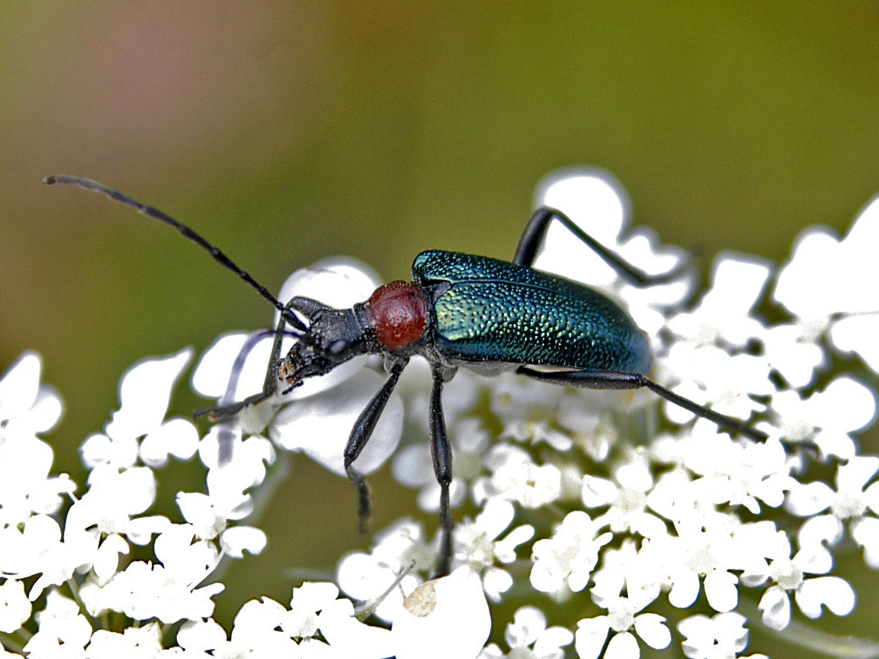 صورة Gaurotes (Carilia) virginea (Linné 1758)