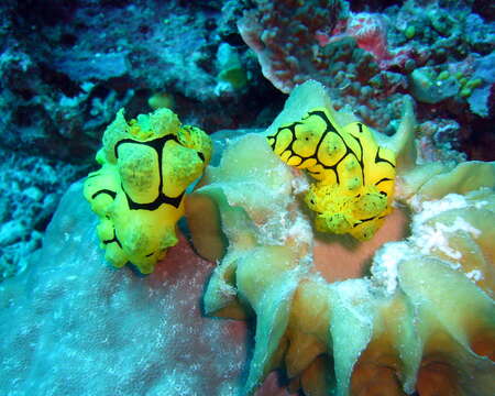 Image of Giant yellow nudibranch