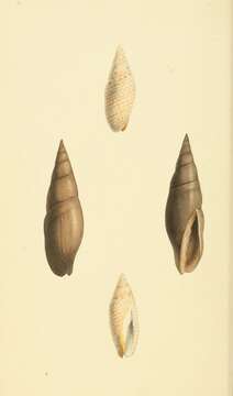 Image of Isara carbonaria (Swainson 1822)