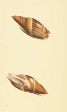 Image of Amalda rubiginosa (Swainson 1823)