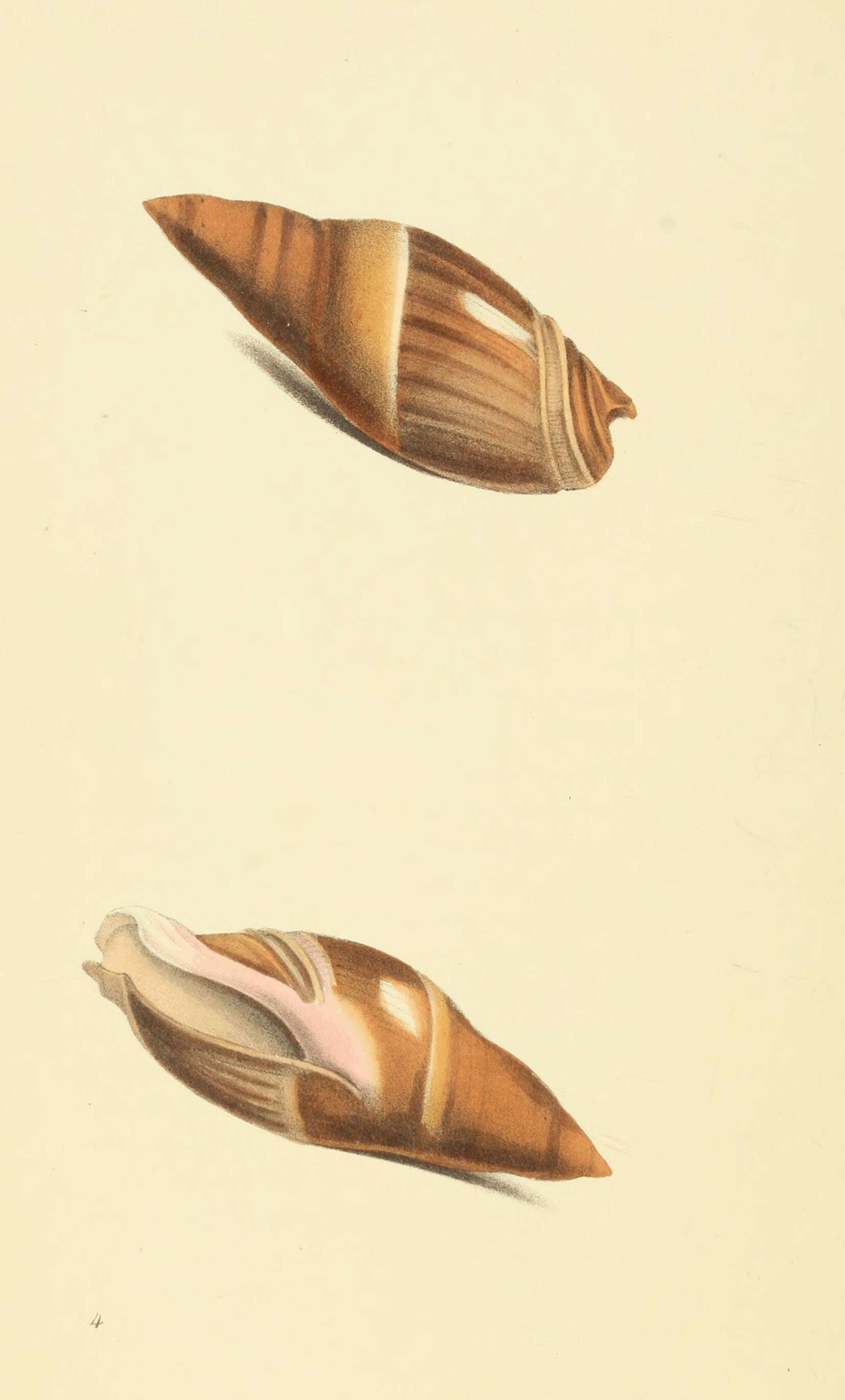 Image of Amalda rubiginosa (Swainson 1823)