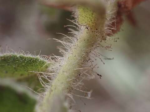 Image of Kings Mountain manzanita