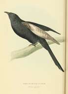 Image of Black Cuckoo