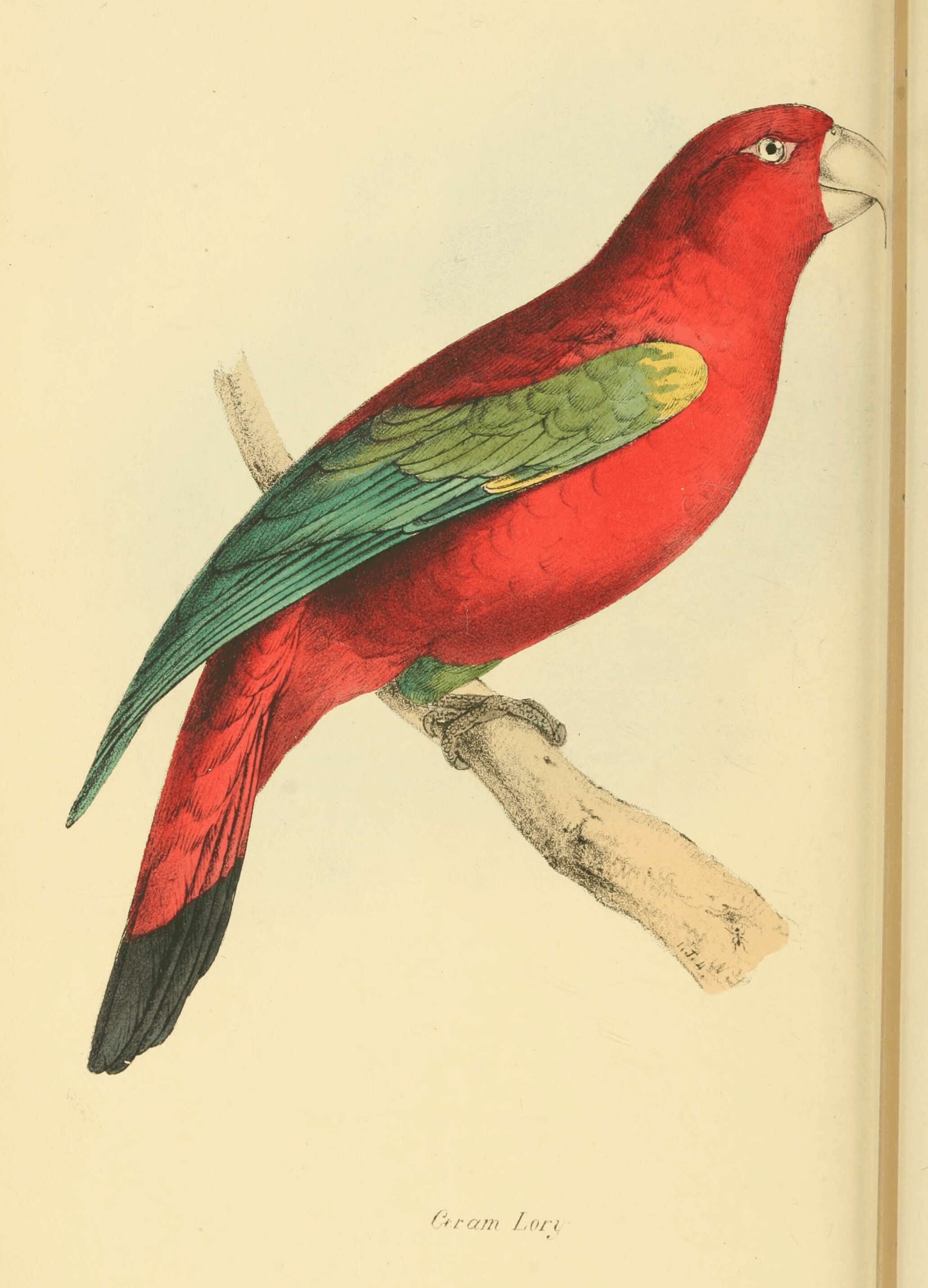 Plancia ëd Lorius garrulus (Linnaeus 1758)