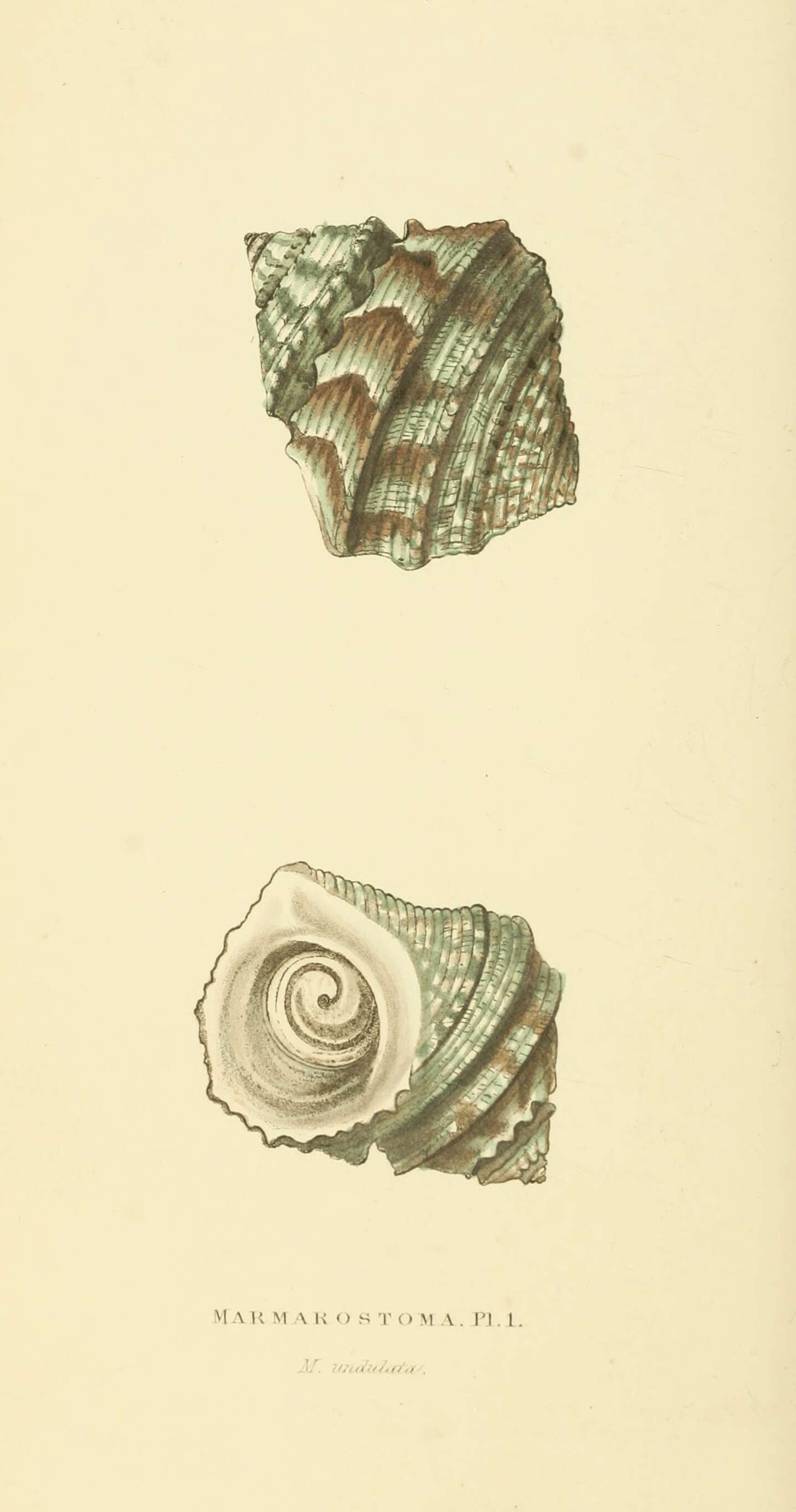 Image de Turbo marmoratus Linnaeus 1758