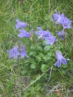 Image of hairyflower bellflower