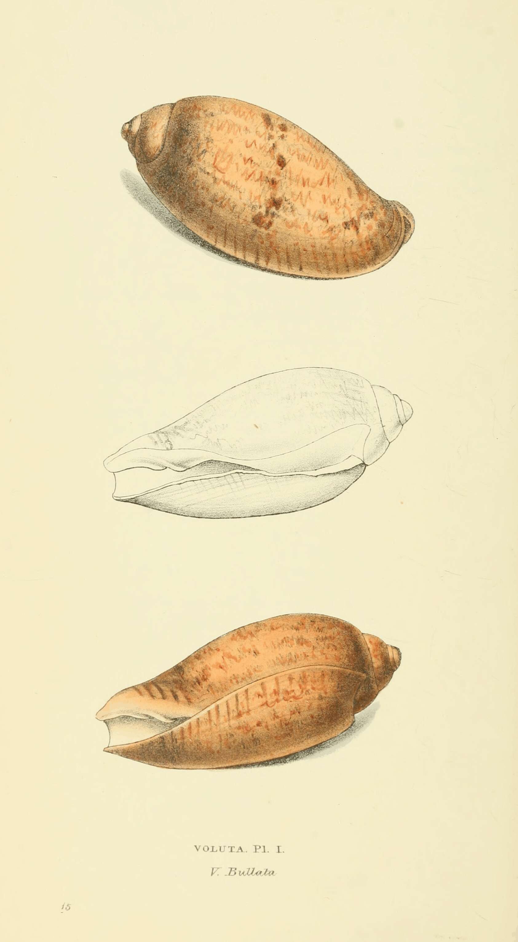 Image of Callipara Gray 1847