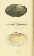 Image of Strophitus Rafinesque 1820