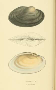 Image of Strophitus Rafinesque 1820