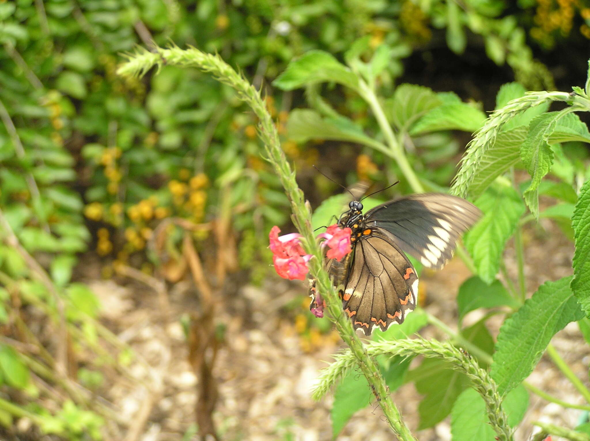 صورة Battus polydamas (Linnaeus 1758)