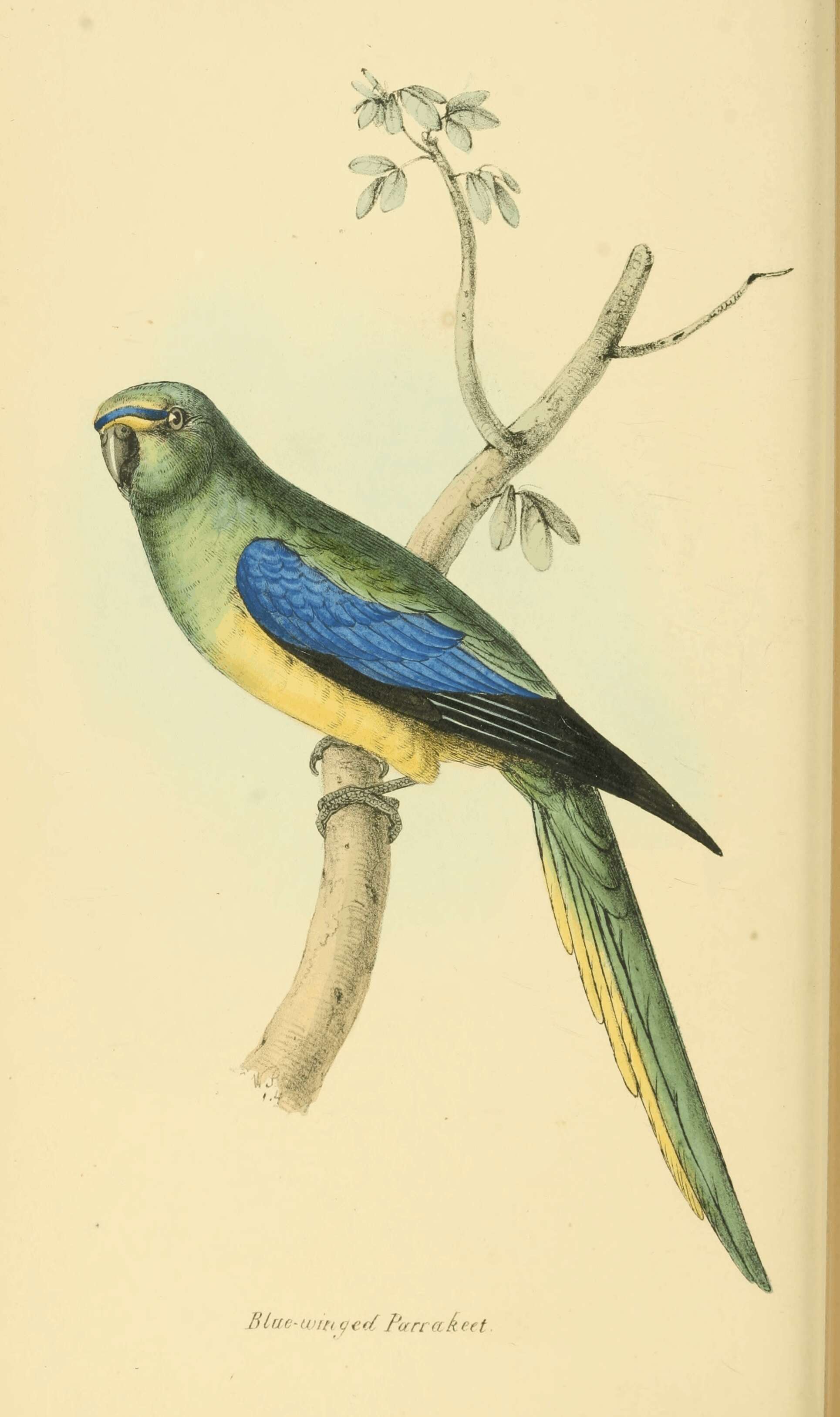 Image of Neophema Salvadori 1891