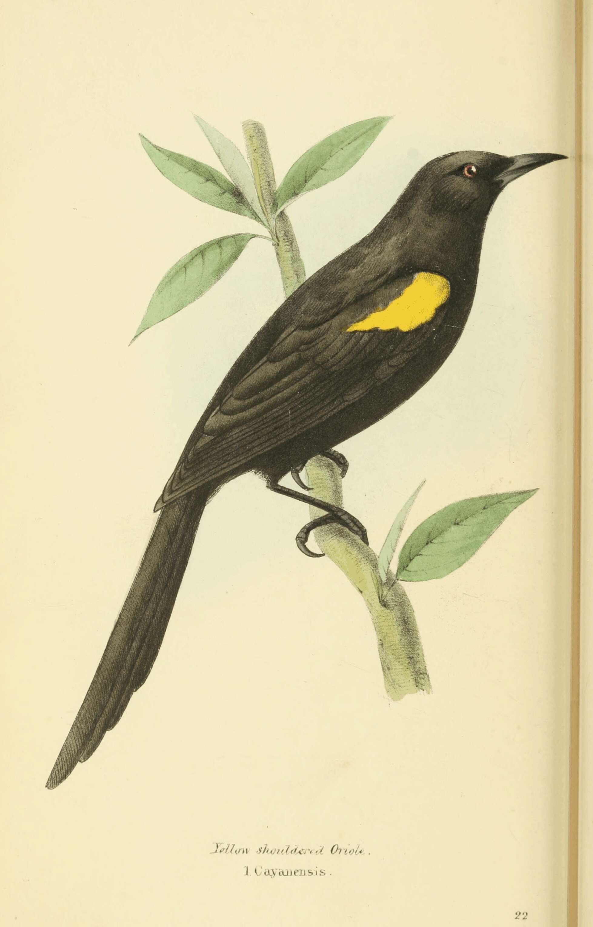 Image of Epaulet Oriole