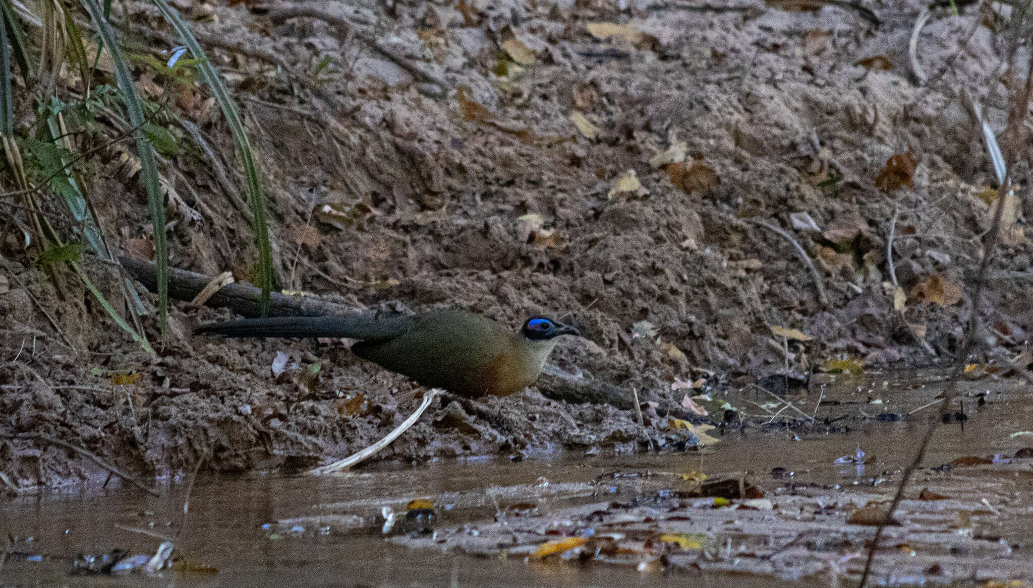 Image of Giant Coua