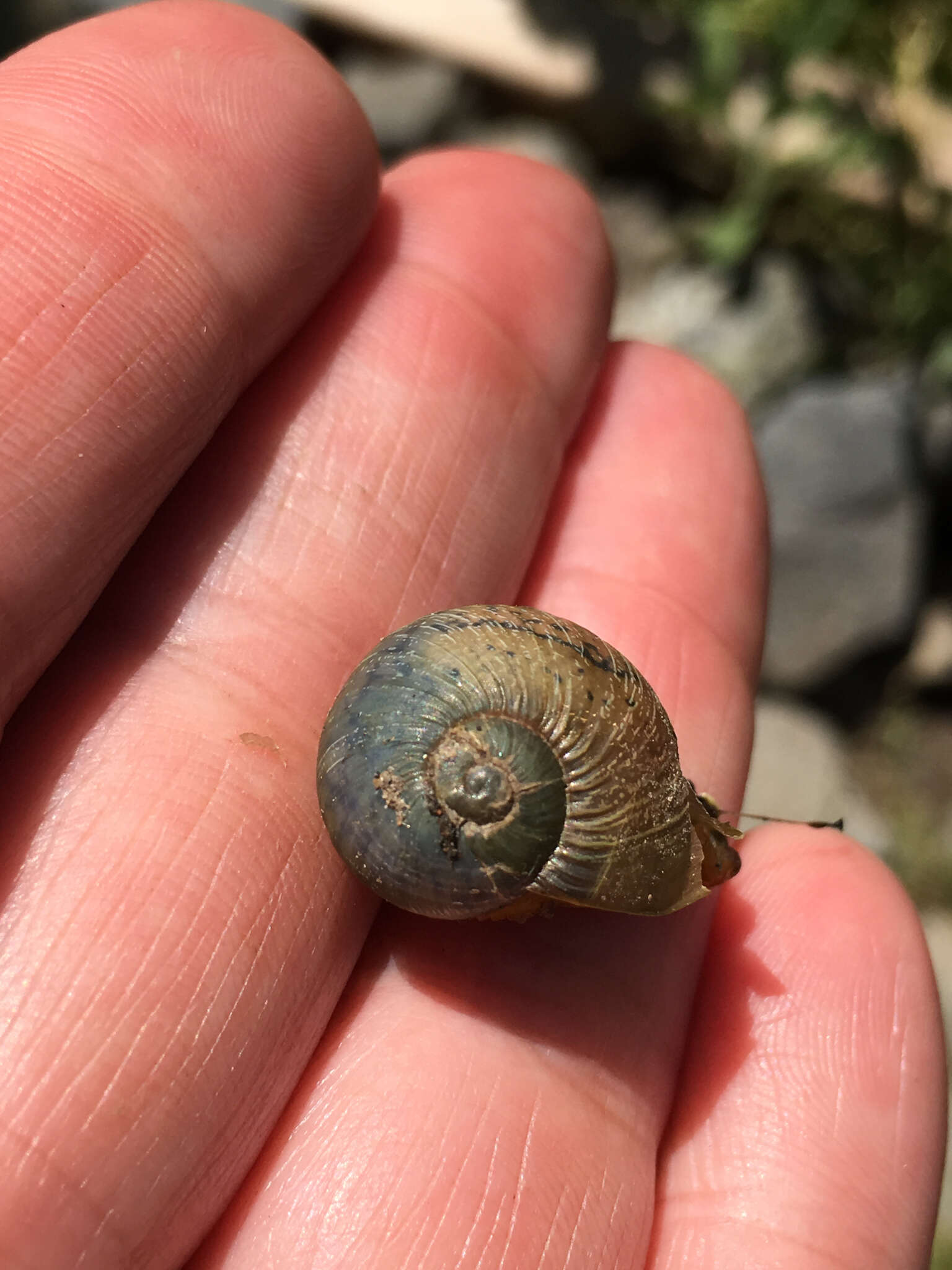 Image of Green Garden Snail