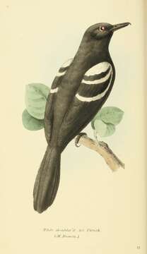 Image of White-shouldered Fire-eye