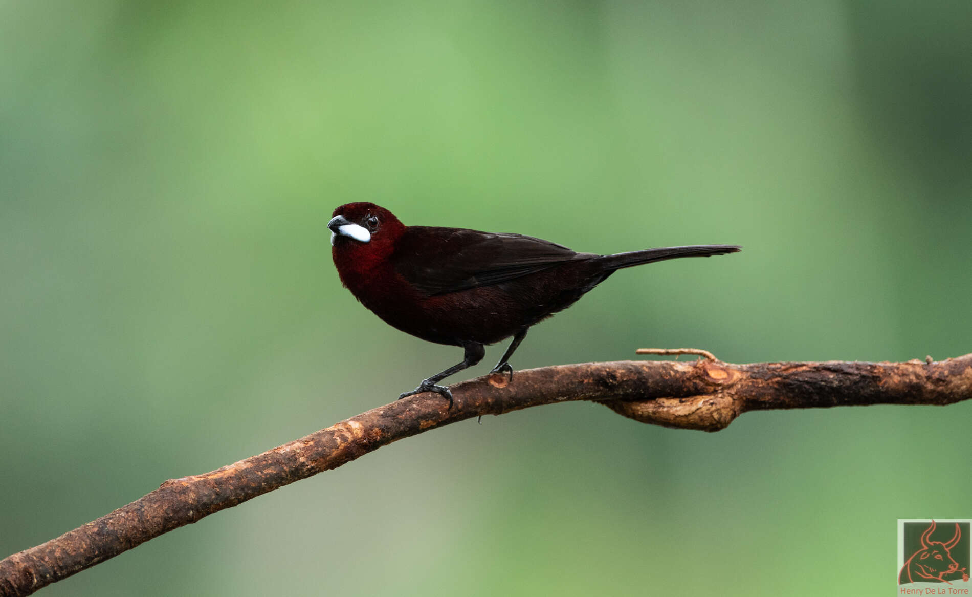 Image of Silver-beaked Tanager