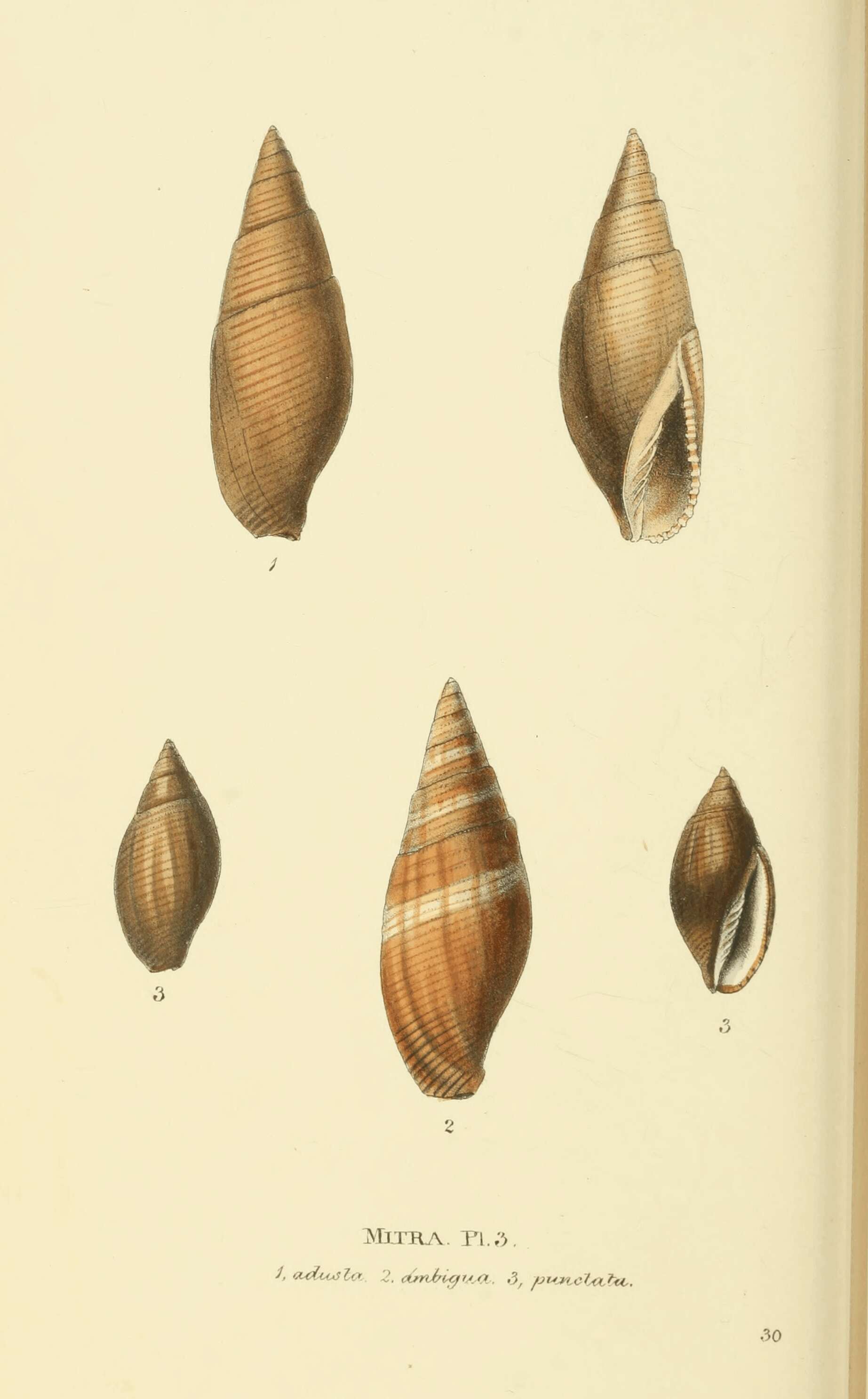 Image of Imbricariopsis Fedosov, Herrmann, Kantor & Bouchet 2018