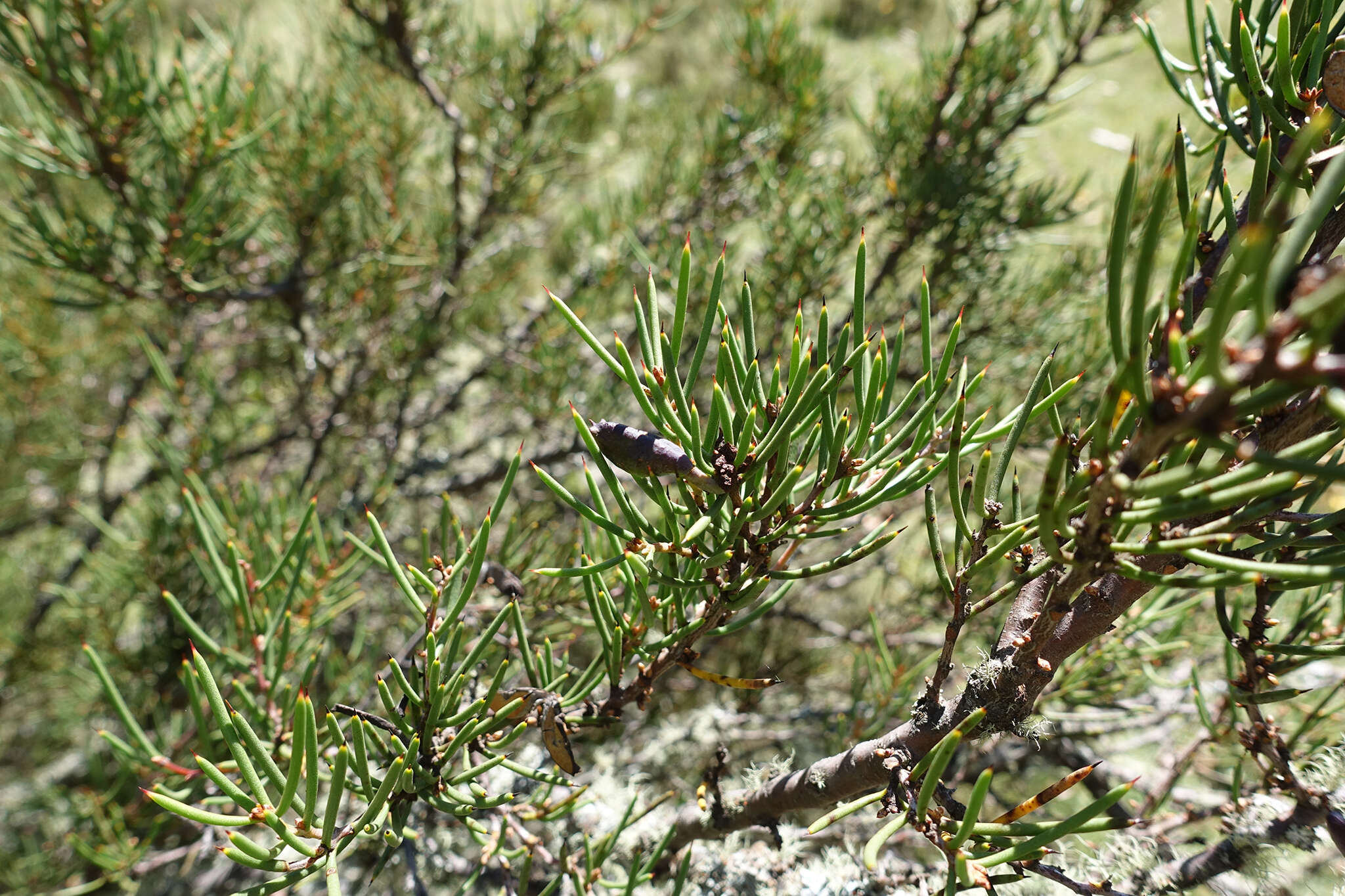 Image of Hakea microcarpa R. Br.