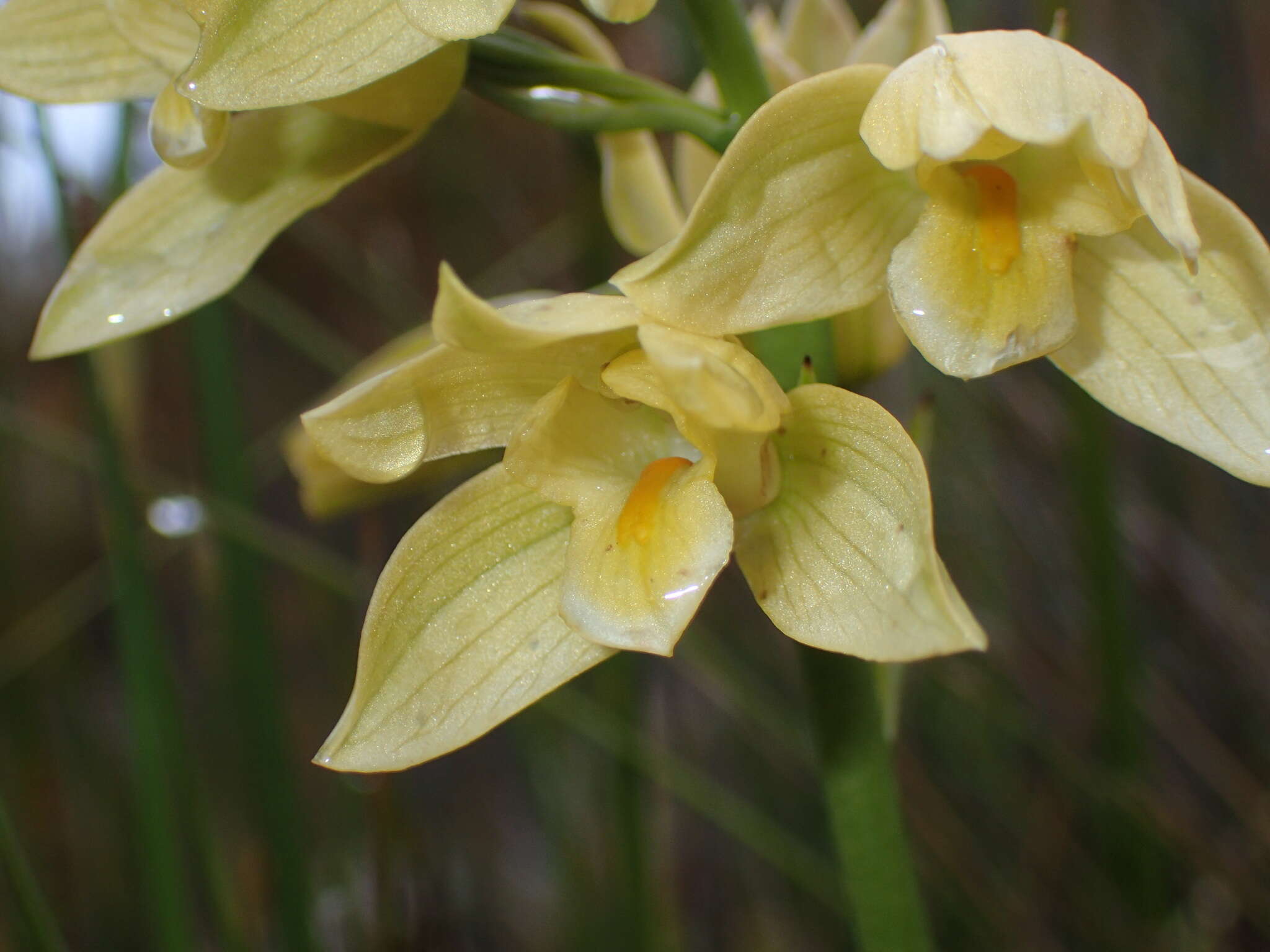 Eulophia tabularis (L. fil.) Bolus的圖片